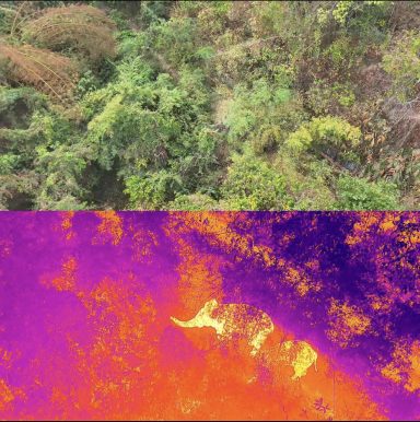 Paysage verdoyant avec un éléphant sous une teinte thermique colorée.
