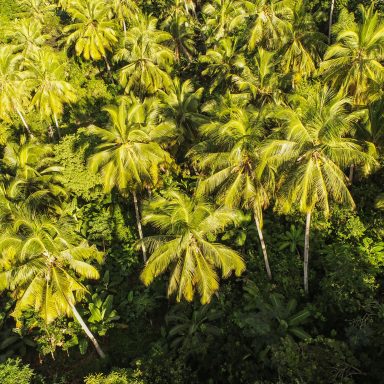 Vue aérienne d'une forêt tropicale avec de nombreuses palmiers verts.