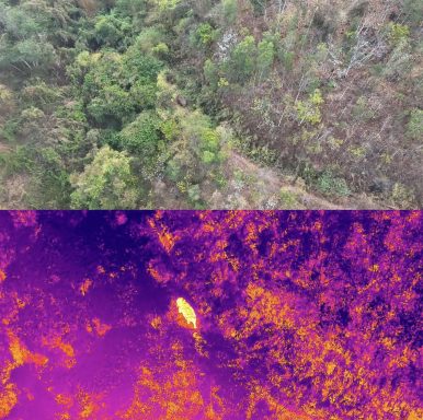 Vue aérienne d'une forêt, partie supérieure verte et inférieure en thermique, montrant la chaleur.