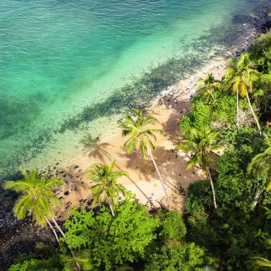 Plage bordée de palmiers avec des eaux turquoise et un rivage de galets.